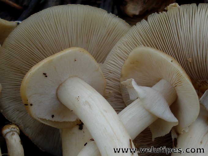 Agrocybe praecox