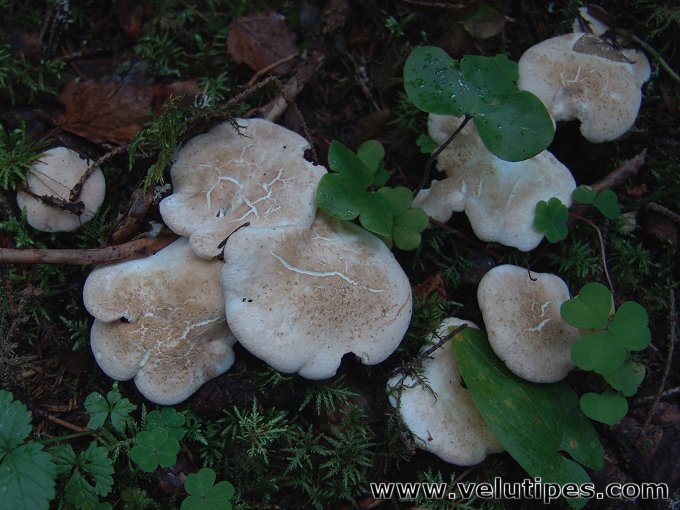 Albatrellus Ovinus Lampaank p Natural Fungi In Finland Albatrellus Ovinus Lampaank p Natural Fungi In Finland