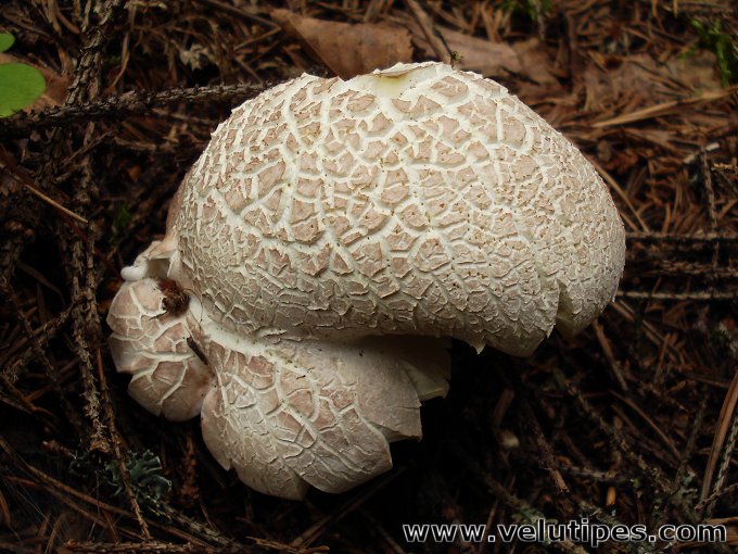 Albatrellus Ovinus Lampaank p Natural Fungi In Finland Albatrellus Ovinus Lampaank p Natural Fungi In Finland