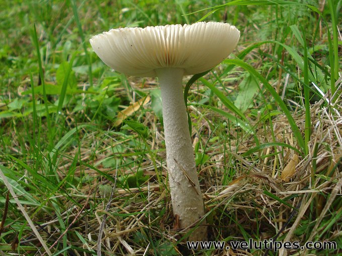 Amanita alba (sensu lato)