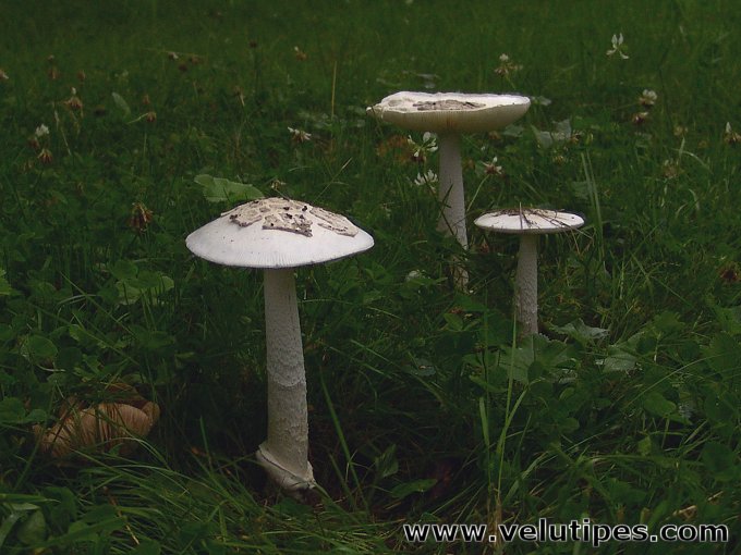 Amanita alba (sensu lato)