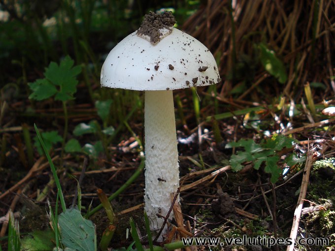 Amanita alba (sensu lato)