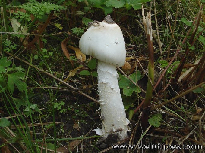 Amanita alba (sensu lato)