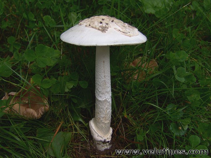 Amanita alba (sensu lato)