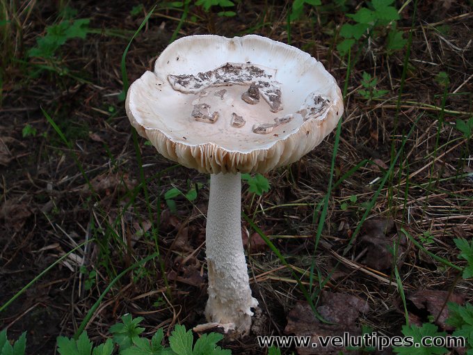 Amanita alba (sensu lato)
