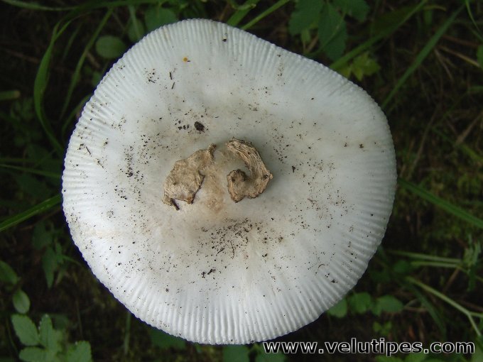 Amanita alba (sensu lato)