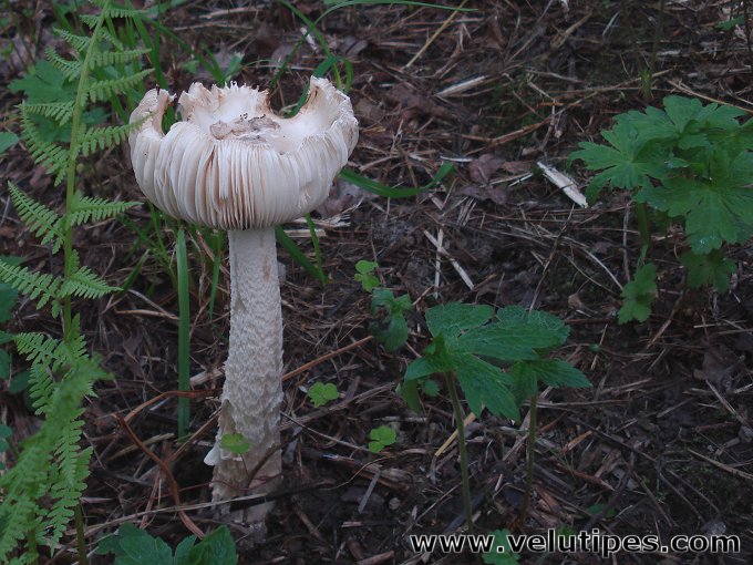 Amanita alba (sensu lato)