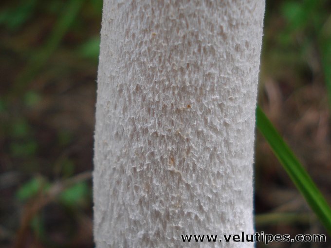 Amanita alba (sensu lato)
