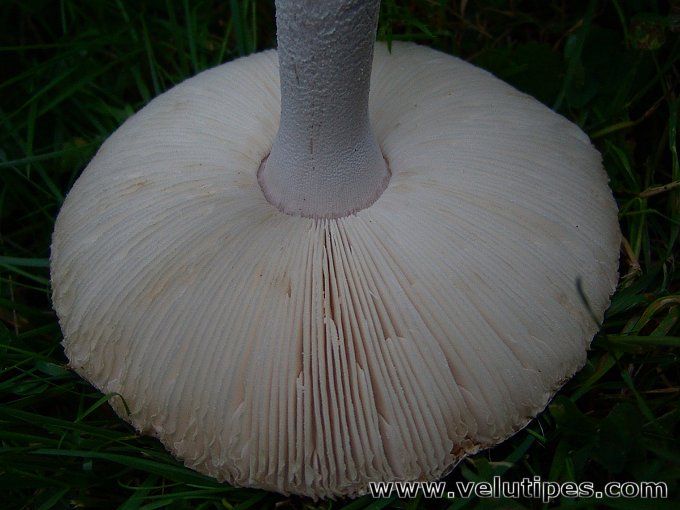 Amanita alba (sensu lato)