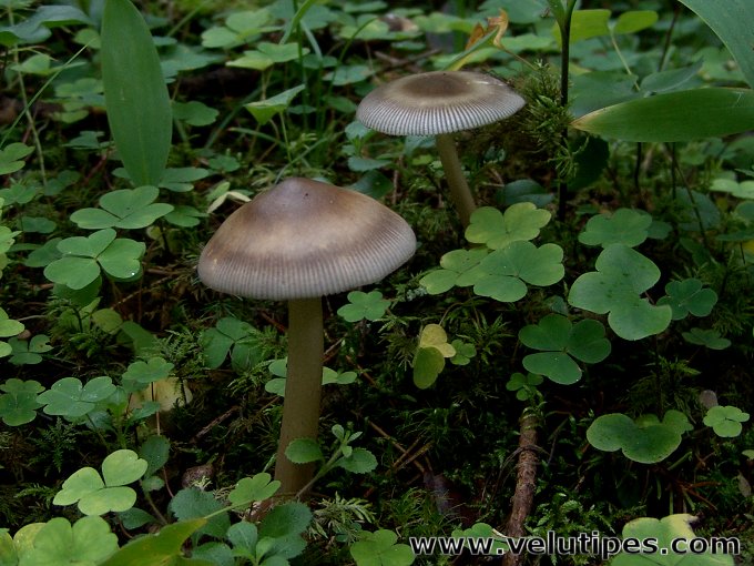  Amanita battarrae 