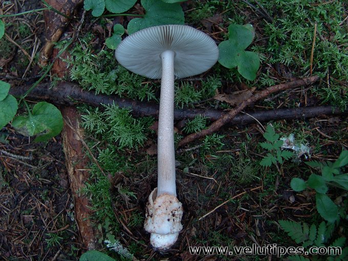  Amanita battarrae 