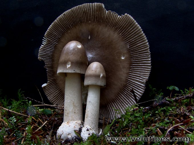  Amanita battarrae 
