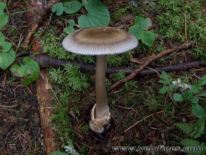 Amanita battarrae 
