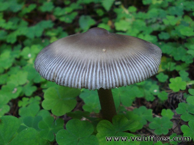  Amanita battarrae 
