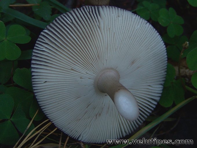  Amanita battarrae 