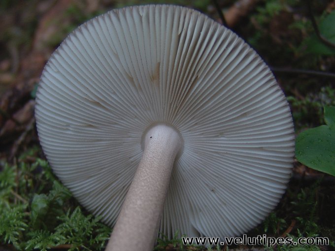  Amanita battarrae 