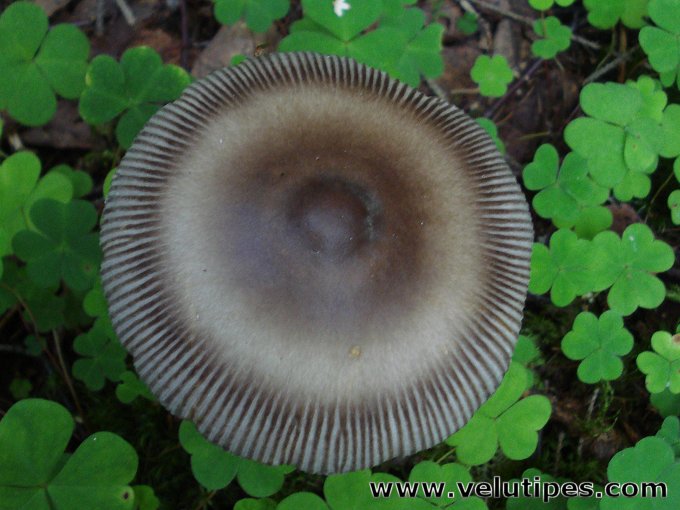  Amanita battarrae 