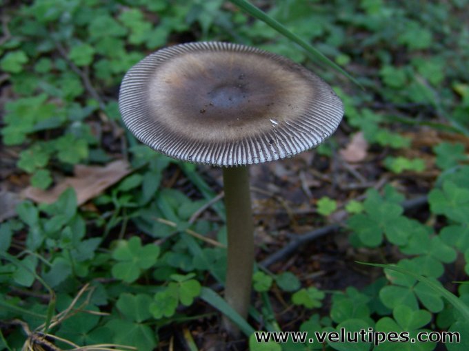  Amanita battarrae 