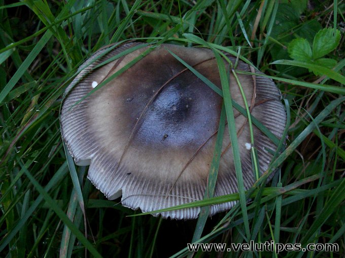  Amanita battarrae 