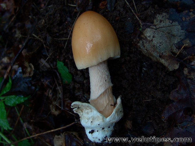 Amanita crocea