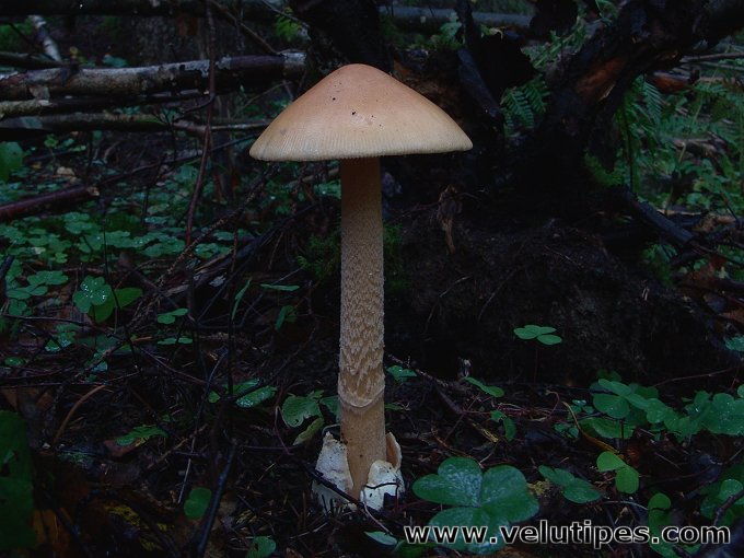 Amanita crocea