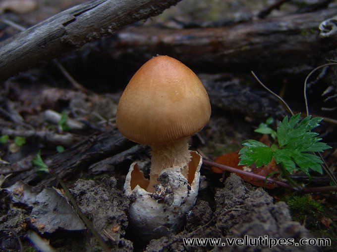 Amanita crocea