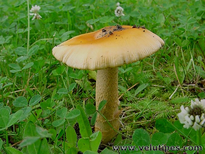 Amanita crocea