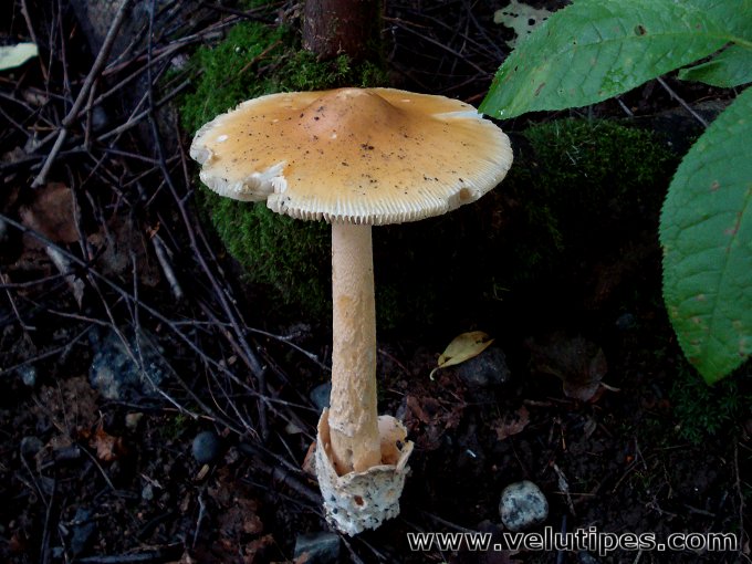 Amanita crocea