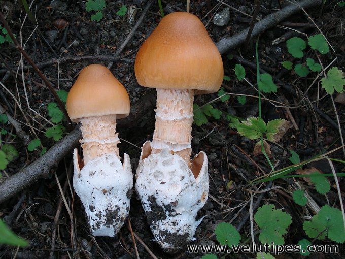 Amanita crocea