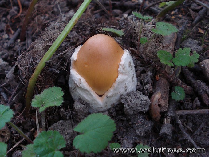 Amanita crocea