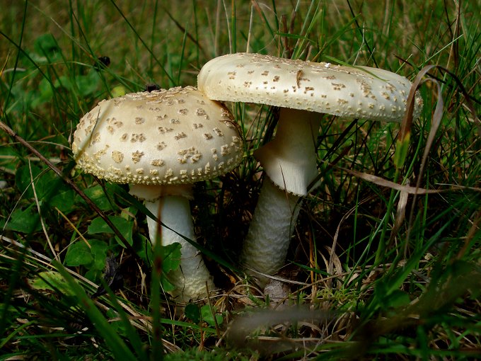 Amanita franchetii