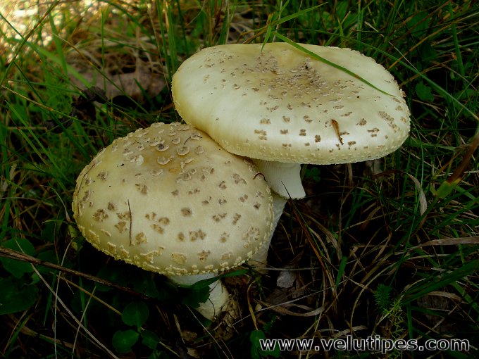 Amanita franchetii