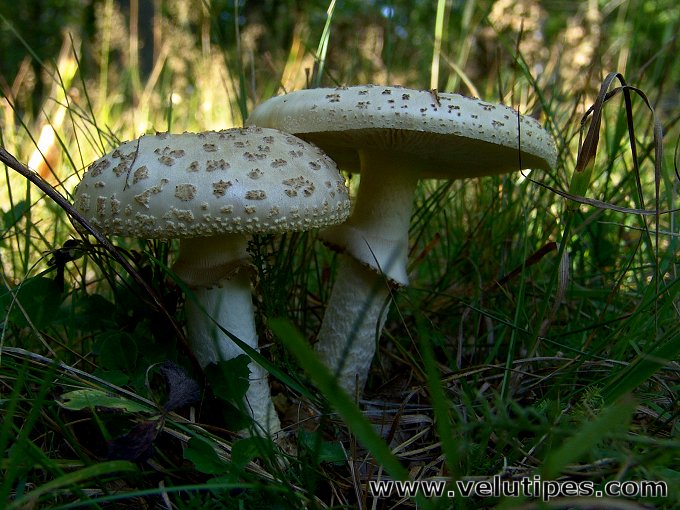 Amanita franchetii