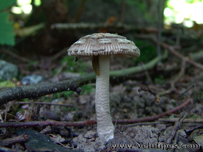  Amanita friabilis 
