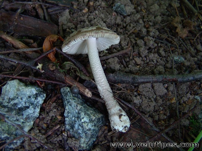  Amanita friabilis 