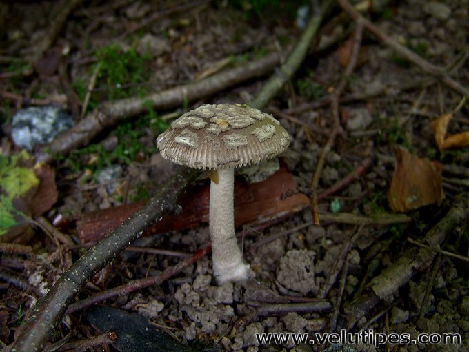  Amanita friabilis 