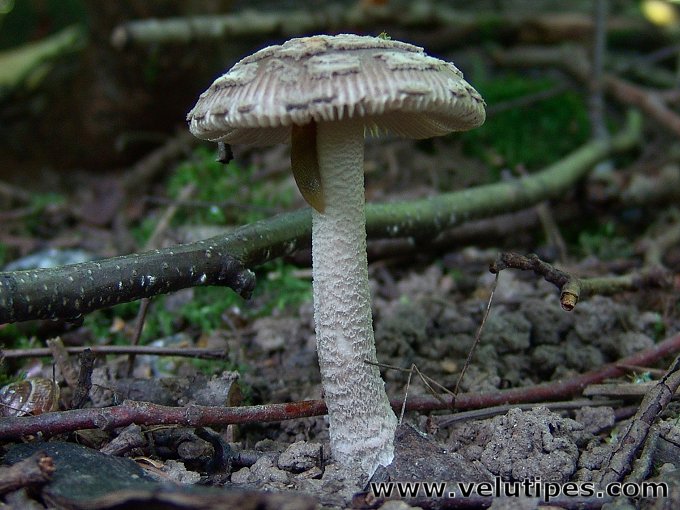  Amanita friabilis 