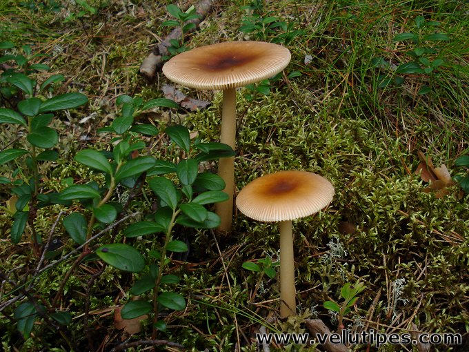 Amanita fulva