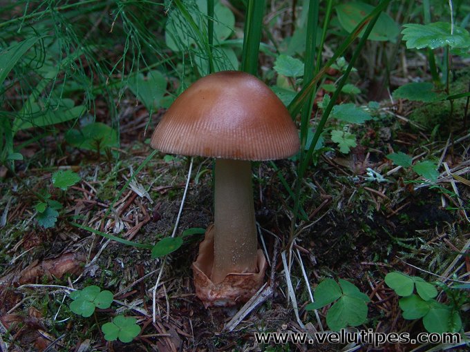 Amanita fulva