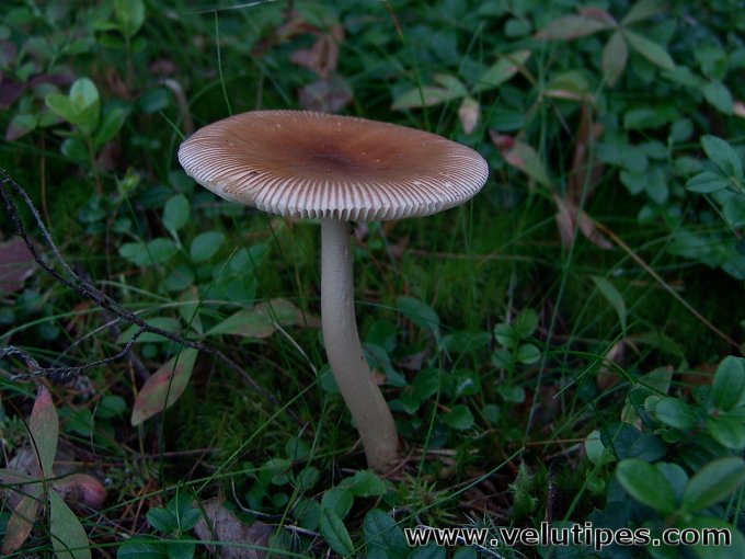 Amanita fulva
