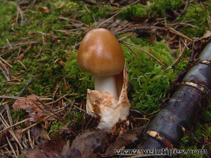 Amanita fulva
