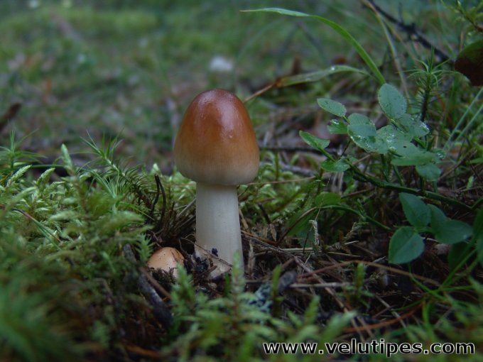 Amanita fulva