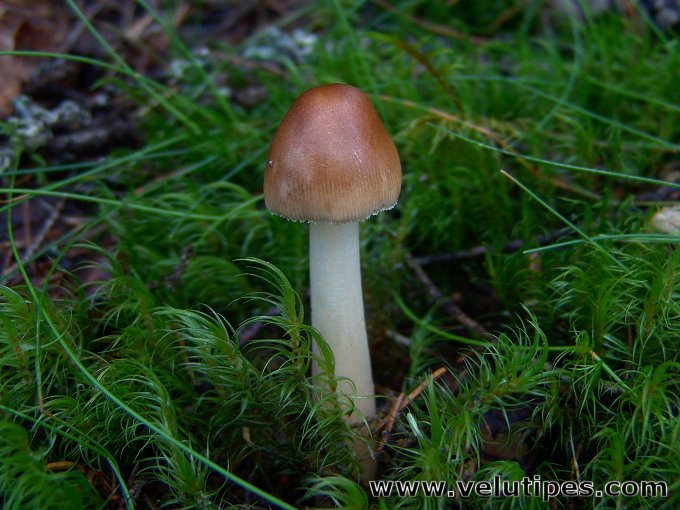 Amanita fulva