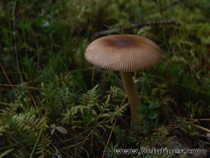 Amanita fulva