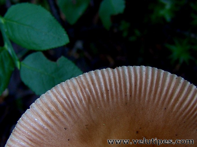 Amanita fulva