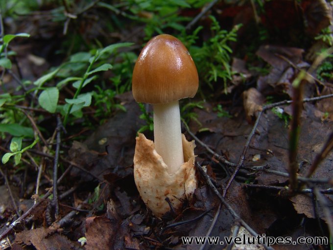 Amanita fulva