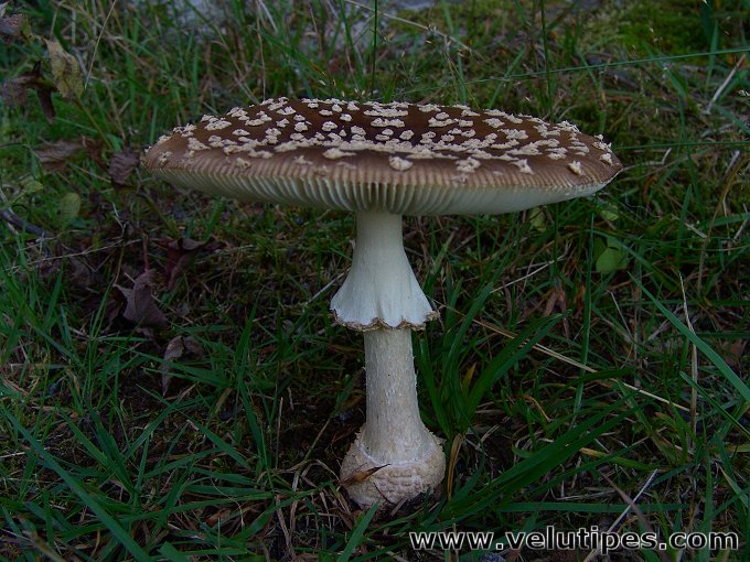  Amanita muscaria var. regalis 
