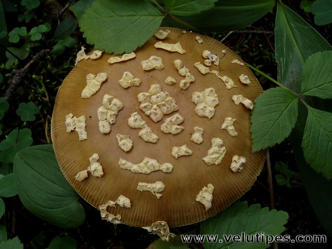  Amanita muscaria var. regalis 