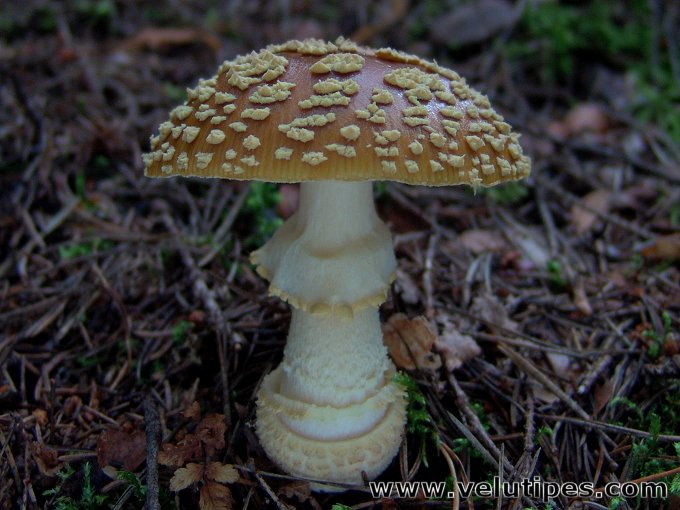  Amanita muscaria var. regalis 