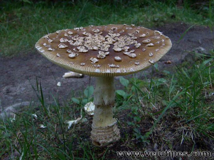  Amanita muscaria var. regalis 